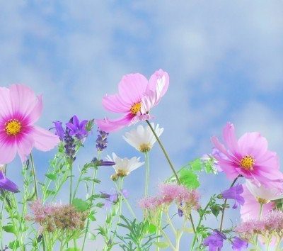 圖庫 meadow-of-wild-flowers